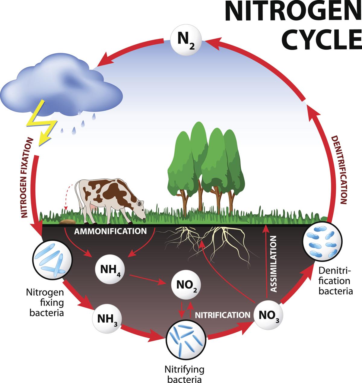 simple diagram of the nitrogen cycle