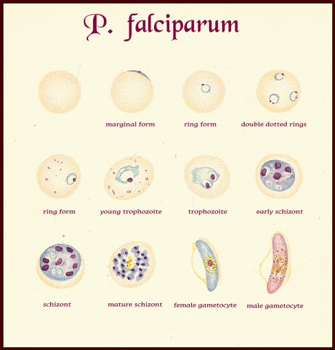 Plasmodium falciparum rings hi-res stock photography and images - Alamy
