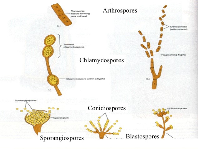 hyphae with conidiospores