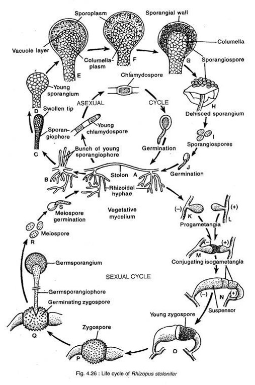 Rhizopus Stolonifer Life Cycle