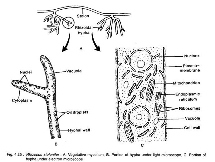 Rhizopus Stolonifer Under Microscope