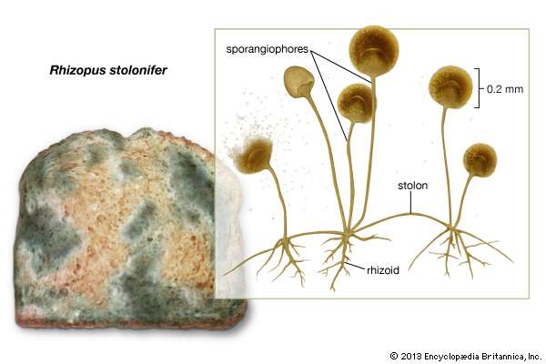 Bread mold Diagram