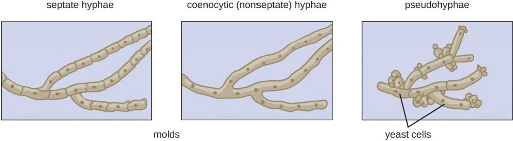 mold-characteristics-types-of-hyphae-and-examples-online-biology-notes