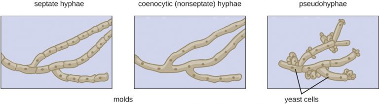 the-structure-of-a-fungal-hyphae-coenocytic-hyphae-septate-hyphae