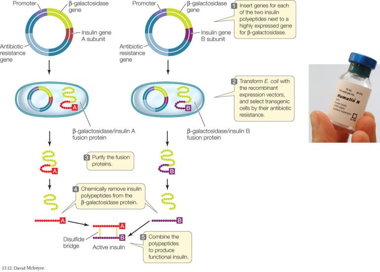 Human Insulin Production By Genetic Engineering - Online Biology Notes