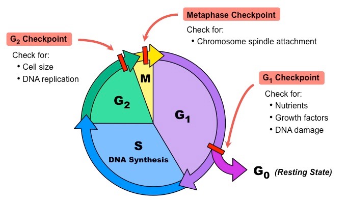 Checkpoints And Regulation Of Cell Cycle﻿ Online Biology Notes