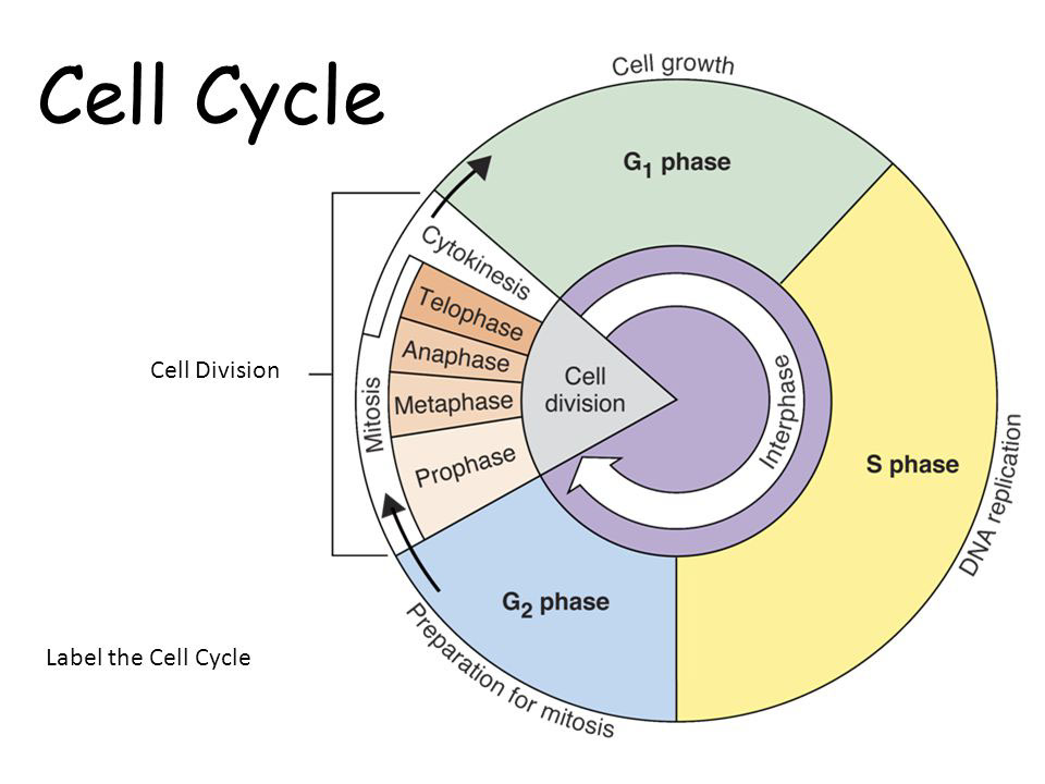 Label The Cell Cycle