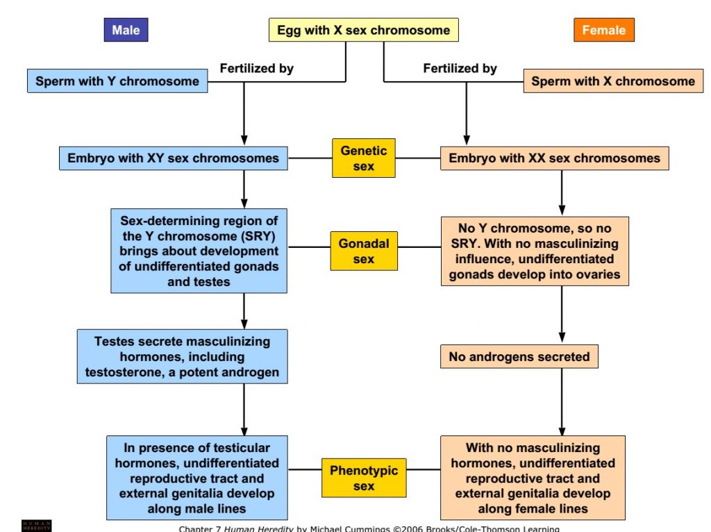 Sex Determination In Human And Role Of Various Genes Online Biology Notes 9857