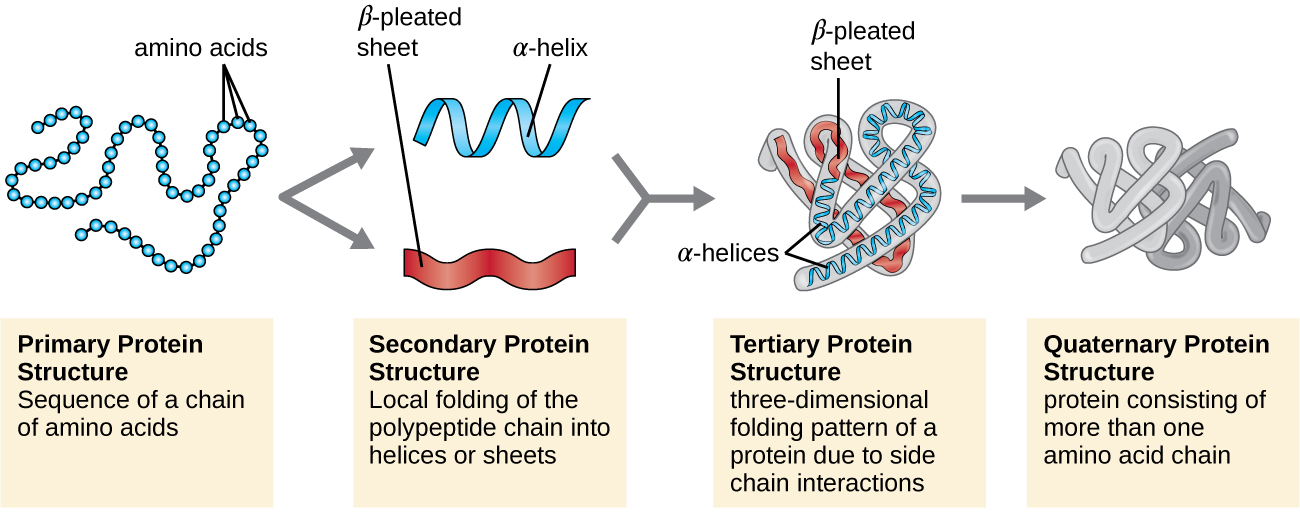 Level Of Structural Organization Of Protein Online Biology Notes