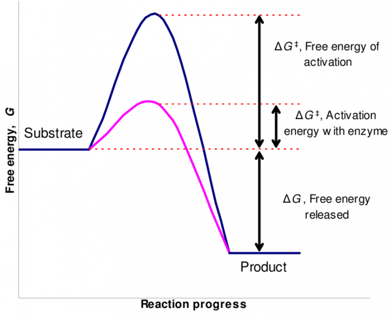 Enzymes: Properties And Mechanism Of Enzyme Action - Online Biology Notes