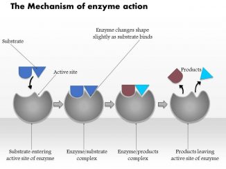 enzyme hypothesis notes