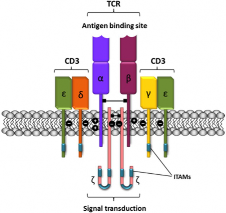 T-cell Receptor (TCR): Structure, Role And TCR-CD3 Complex - Online ...