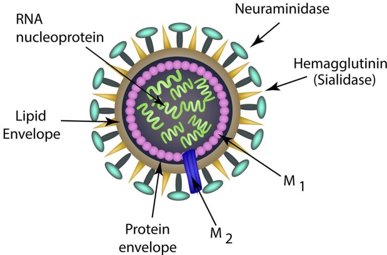 Influenza virus-Structure, Types, Nomenclature, Transmission ...