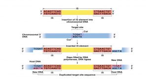 Transposable elements in Prokaryotes (Bacteria) - Online Biology Notes