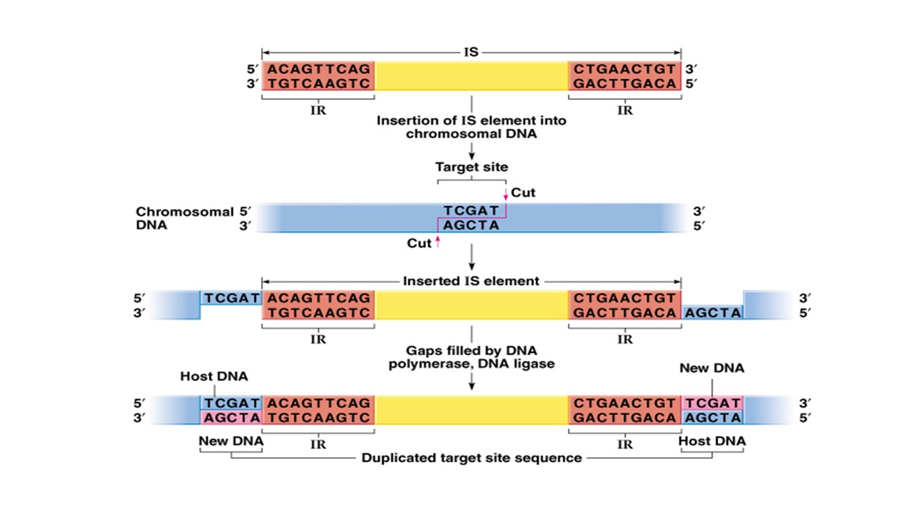 Transposable elements in Prokaryotes (Bacteria) - Online Biology Notes