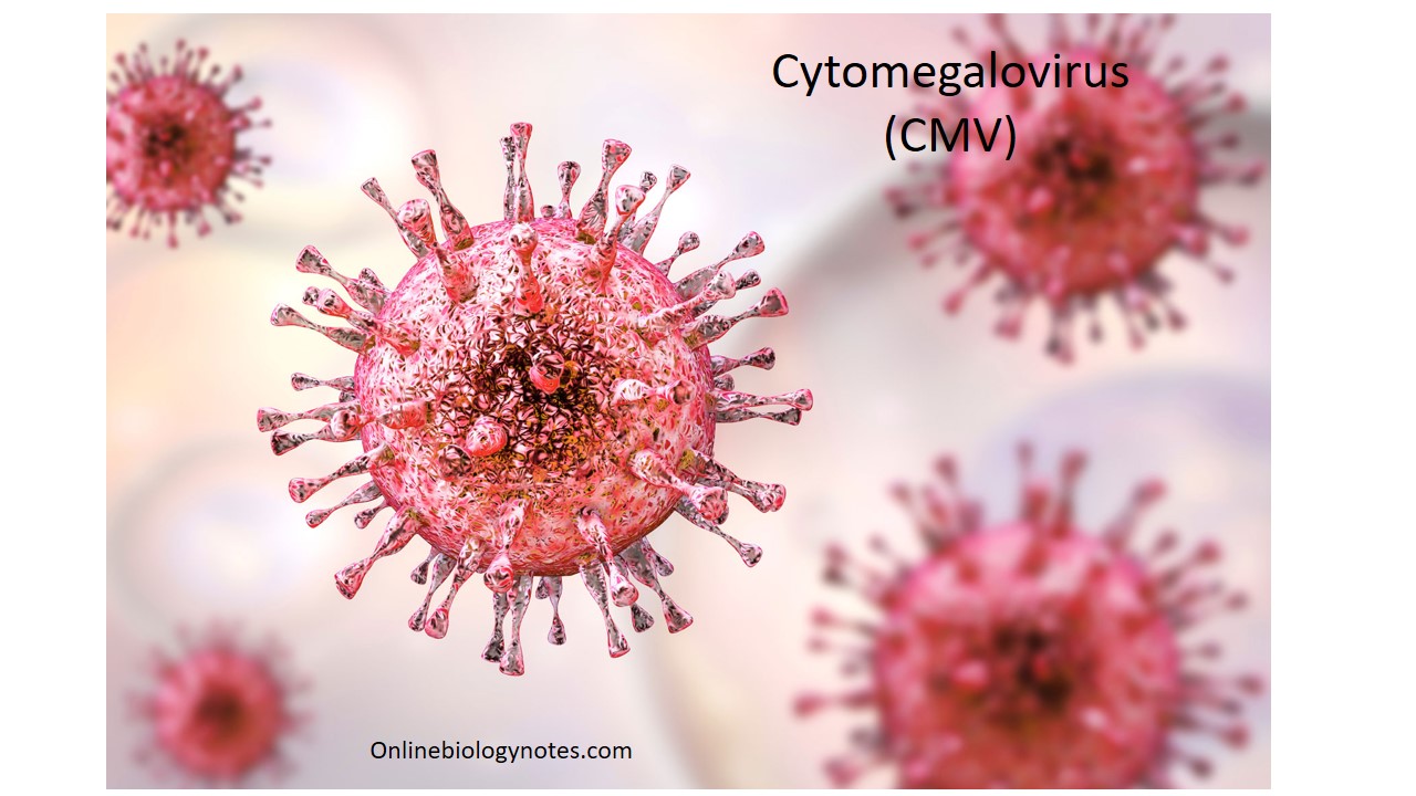 Acute cytomegalovirus (CMV) infection as related to Acyclovir - Pictures