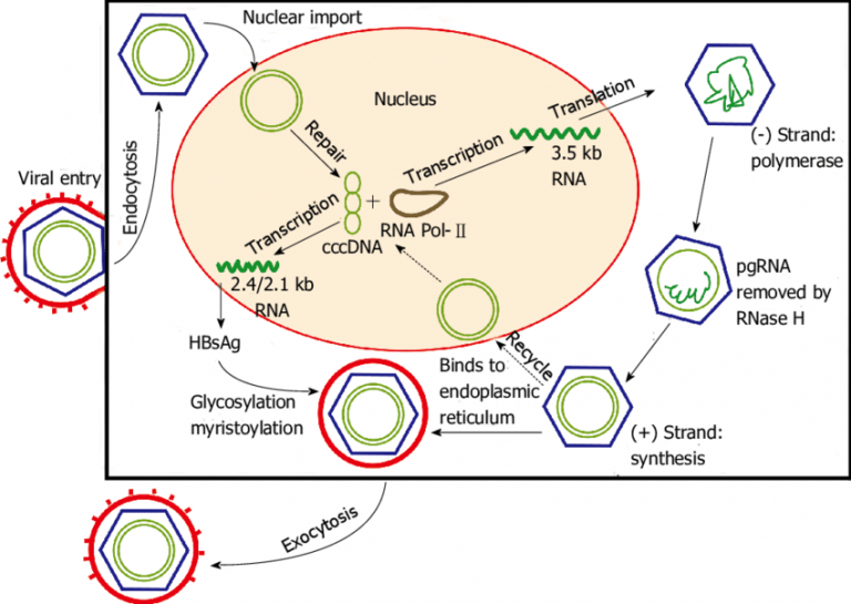 Hepatitis B: Replication, Transmission, Pathogenesis, Disease ...