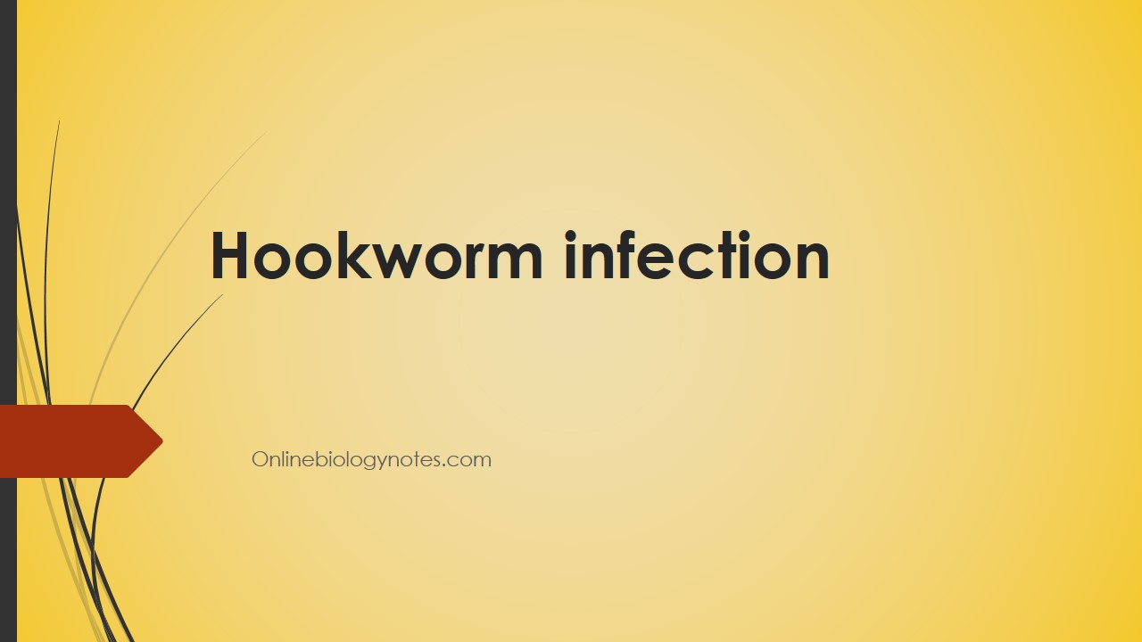 how to test for hookworms in humans