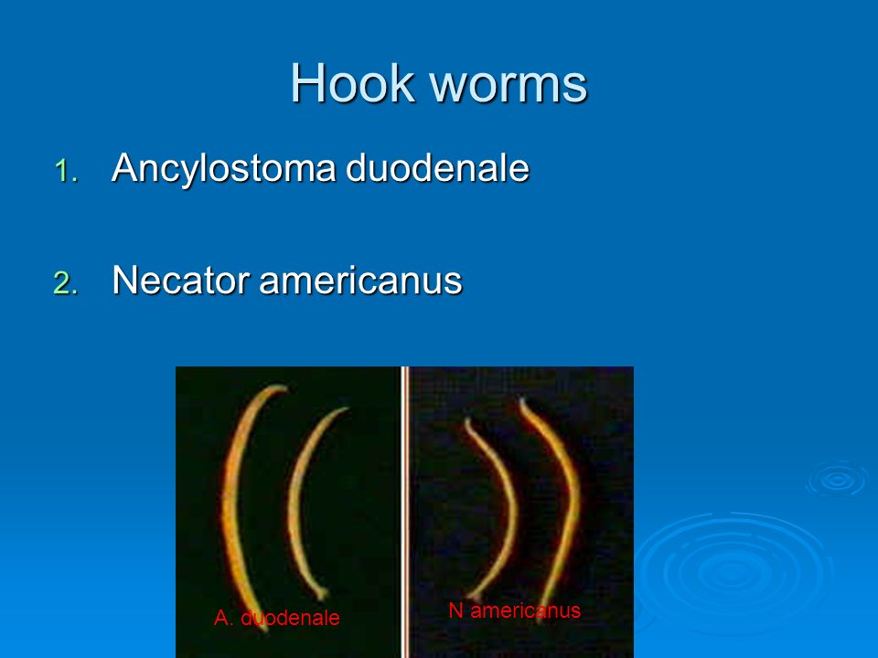 ancylostoma duodenale and necator americanus