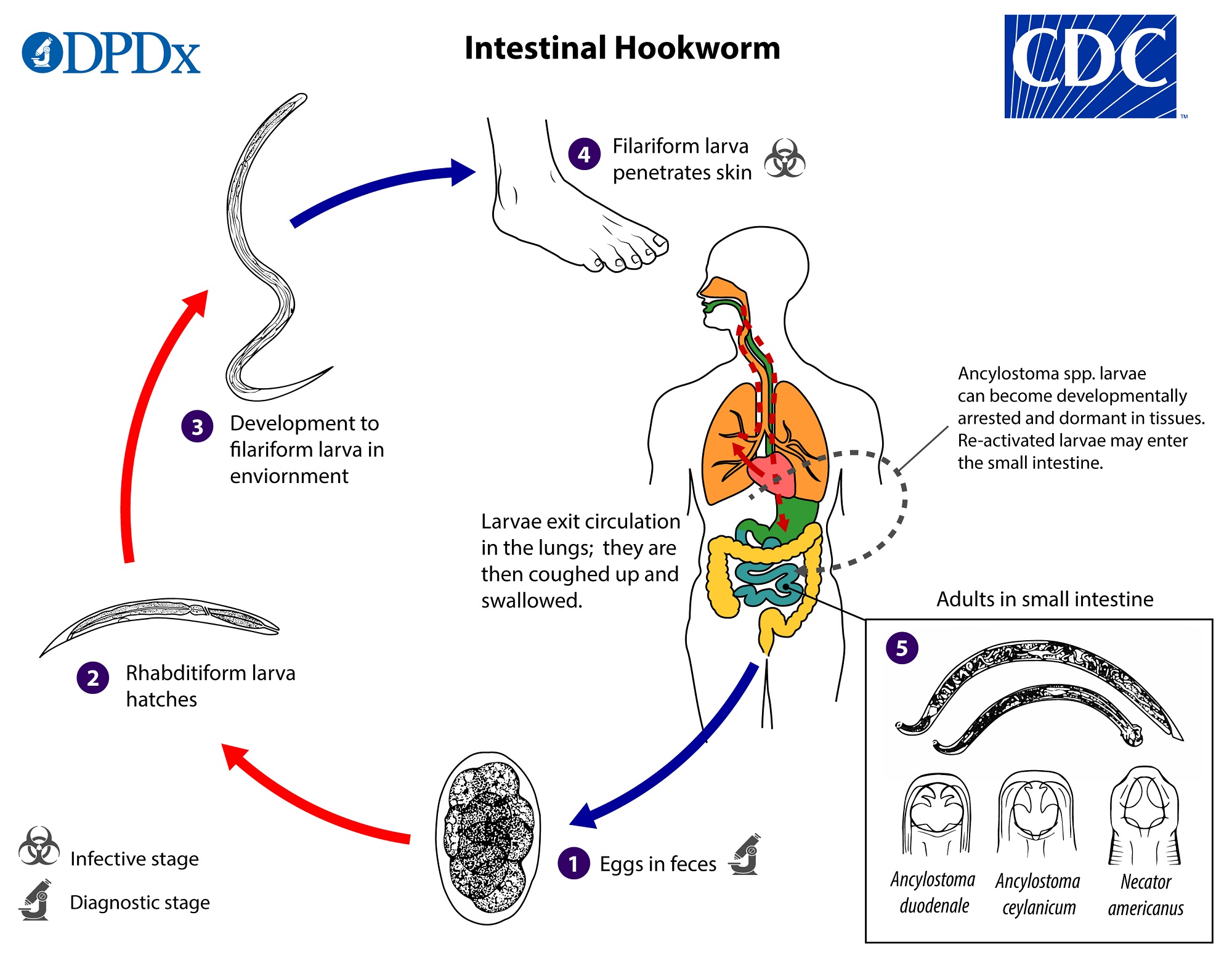 Can Dogs Transfer Hookworms To Humans