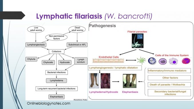 Lymphatic Filariasis Treatment