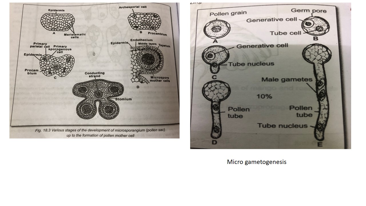 gametogenesis-in-plants-sporogenesis-and-gametogenesis-online