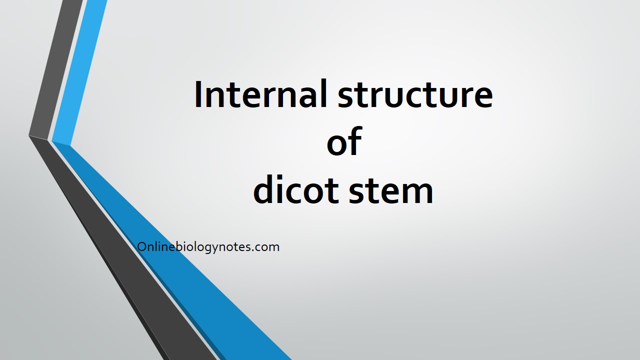 Standard Note Internal Structure Of Dicot Stem - vrogue.co