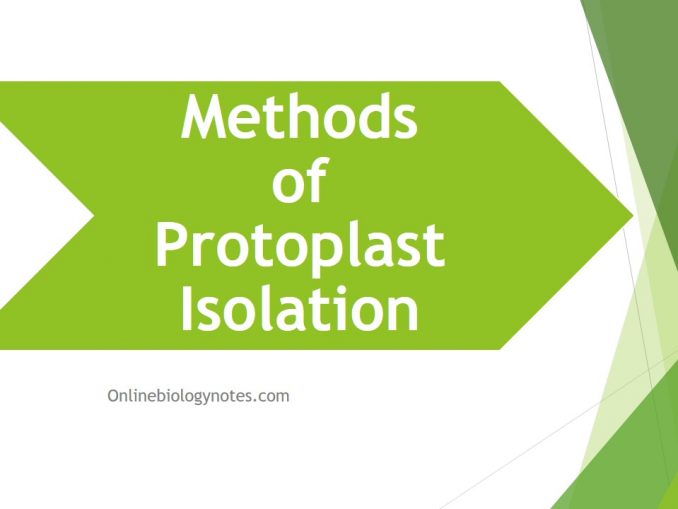 Protocol For Protoplast Isolation - Online Biology Notes