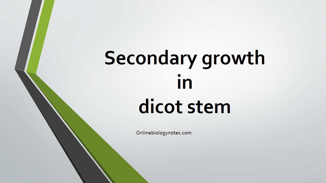 Secondary growth in dicot stem - Online Biology Notes