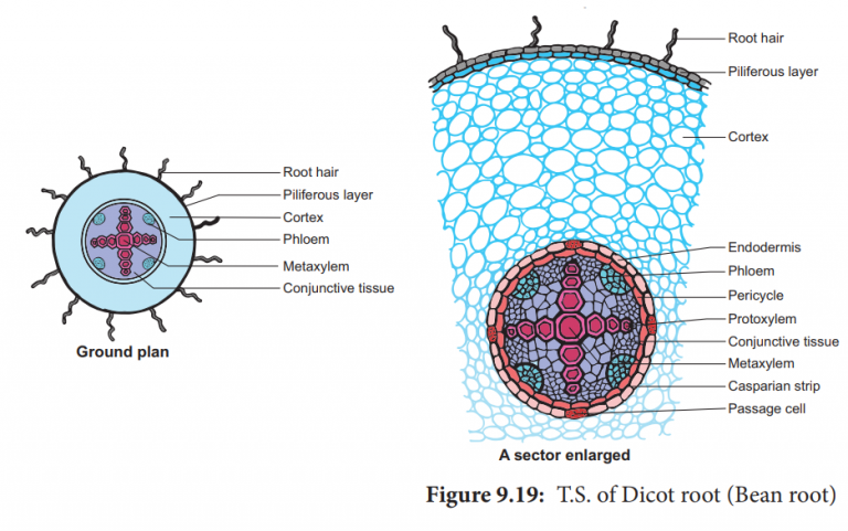 Internal Structure Of A Dicot Root