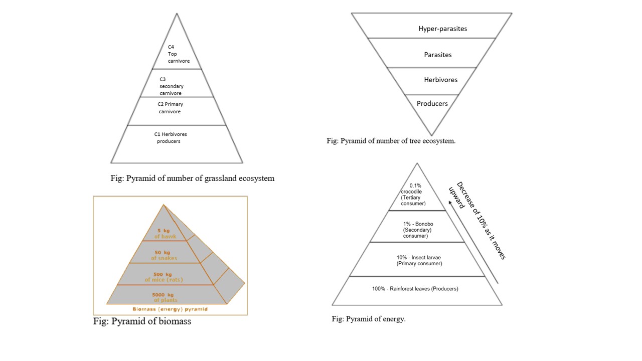 Food Webs And Ecological Pyramids Biology Quiz Quiziz - vrogue.co