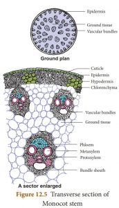 Internal structure of Monocot stem - Online Biology Notes