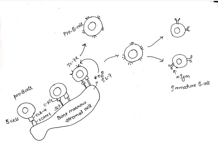 B-cell Development: Maturation, Activation And Differentiation - Online ...