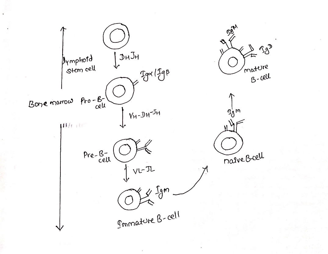 B-cell Development: Maturation, Activation And Differentiation - Online ...