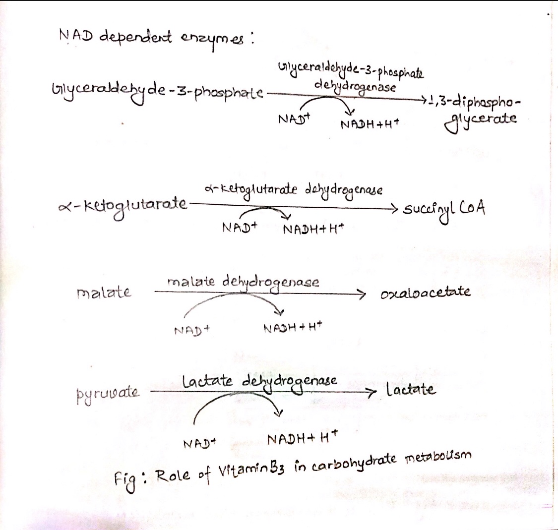 Vitamin B Complex: Structure, Coenzyme Forms And Biological Roles ...