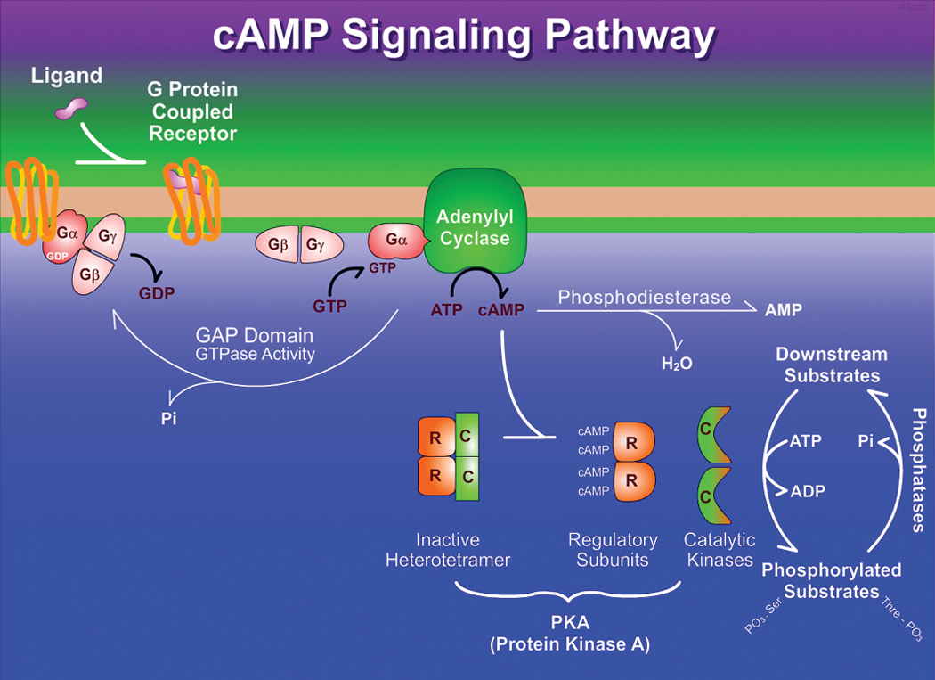 Pka Signaling Pathway