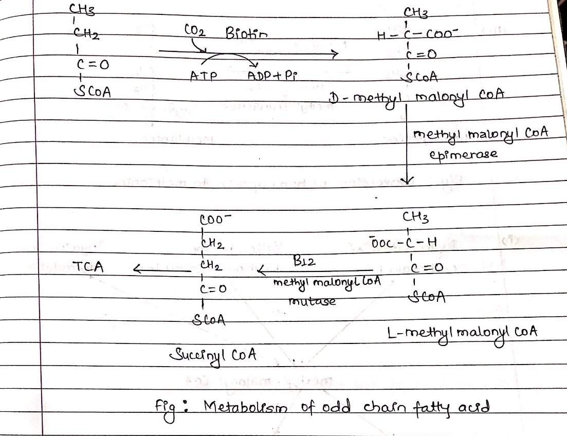 Vitamin B Complex: Structure, Coenzyme Forms And Biological Roles ...