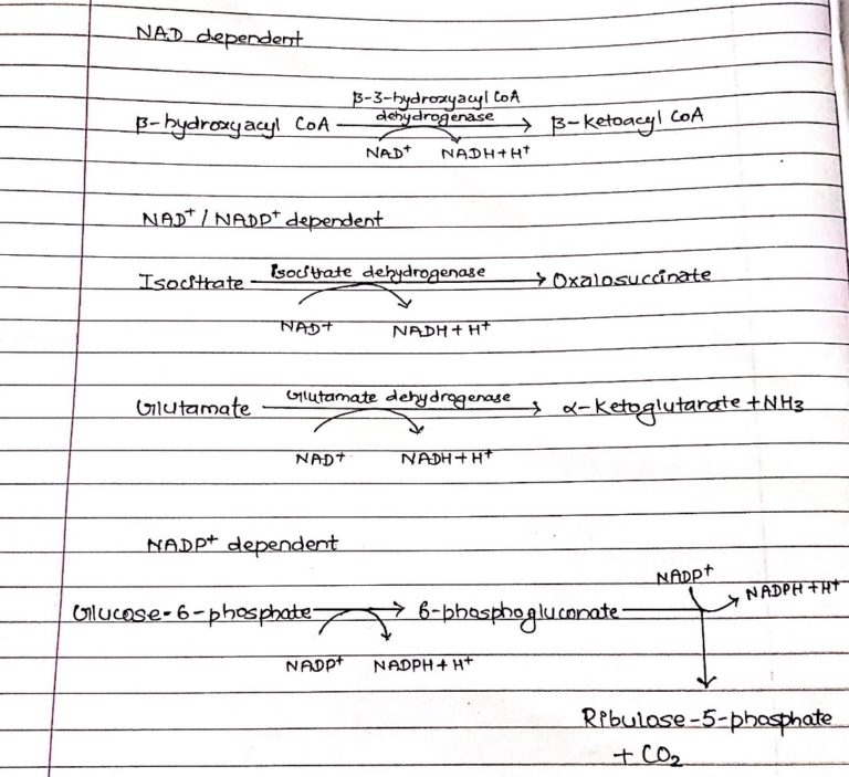 Vitamin B Complex: Structure, Coenzyme Forms And Biological Roles ...