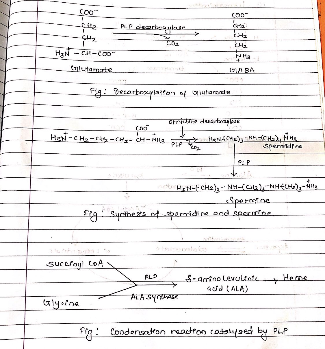 Vitamin B Complex: Structure, Coenzyme Forms And Biological Roles ...