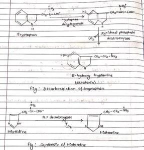 Vitamin B Complex: Structure, Coenzyme Forms And Biological Roles ...