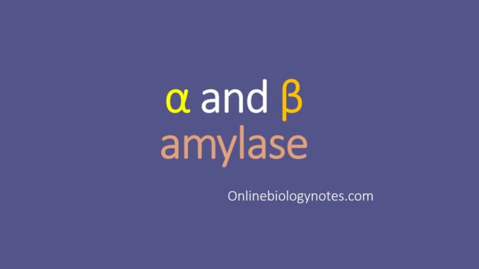 Application Of Enzymes In Starch Processing