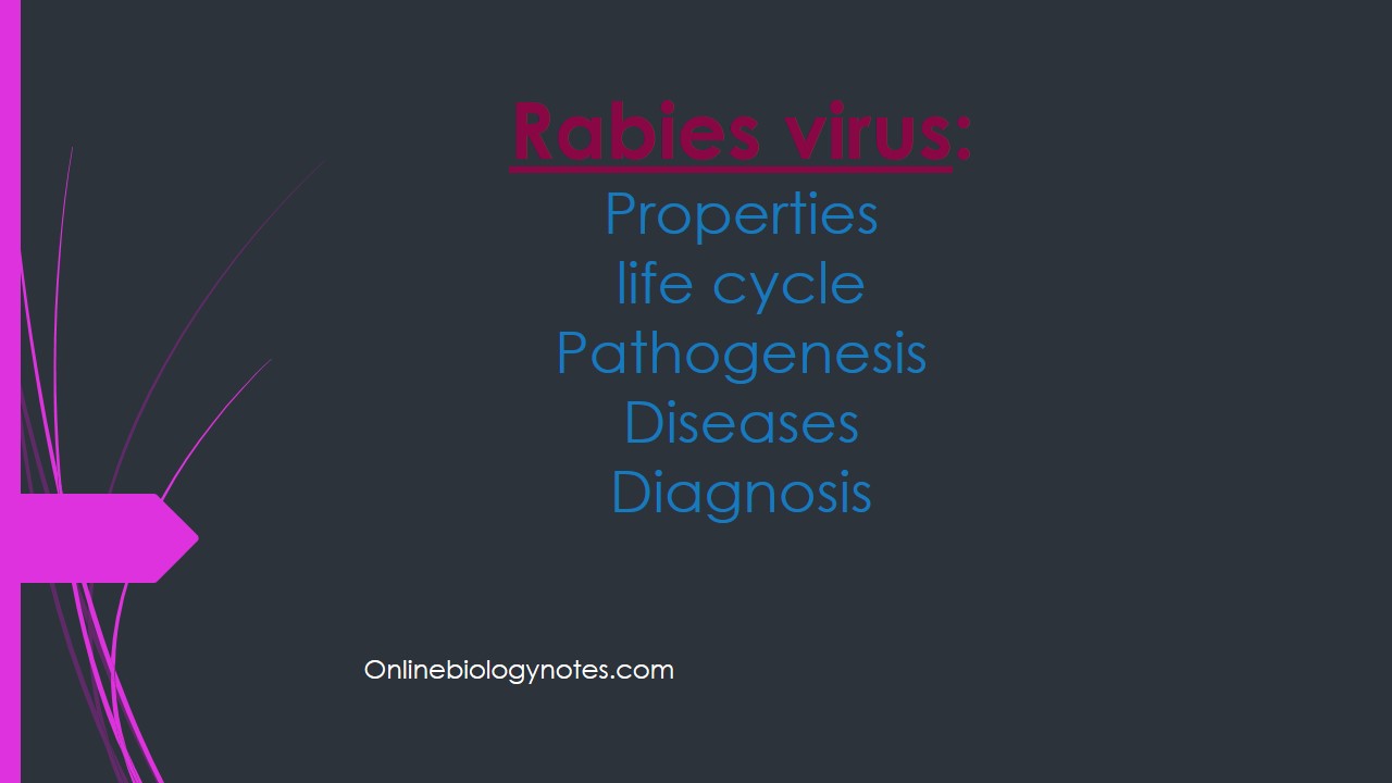 rabies virus replication