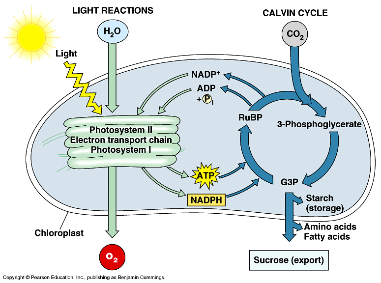 mastering biology light reactions of photosynthesis