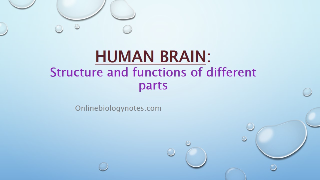 What Are The Parts Of The Brain And Their Function