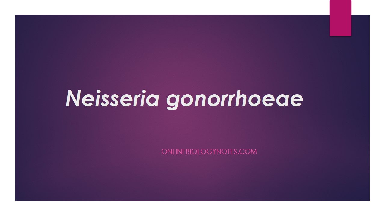 neisseria gonorrhoeae culture