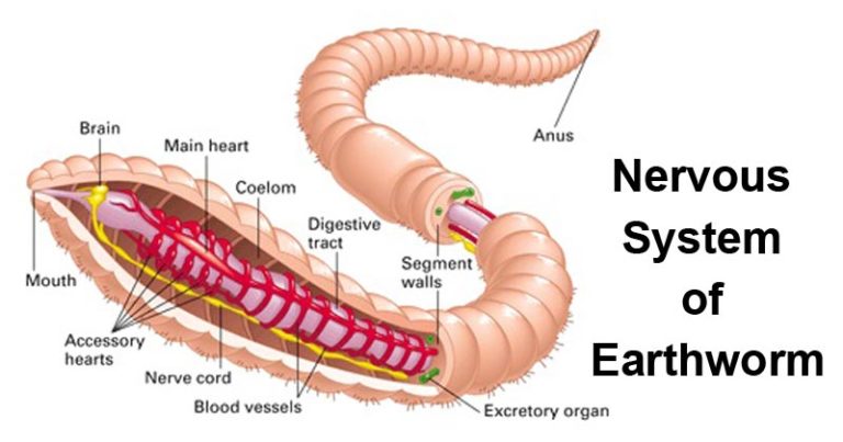 nervous-system-of-earthworm-online-biology-notes
