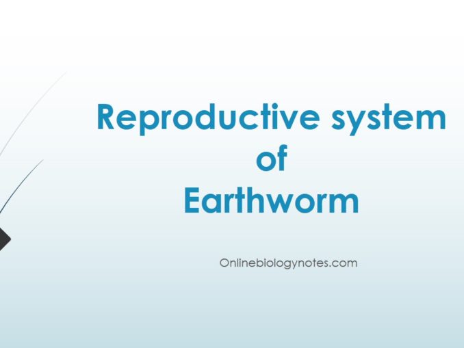 Circulatory System Of Earthworm - Online Biology Notes