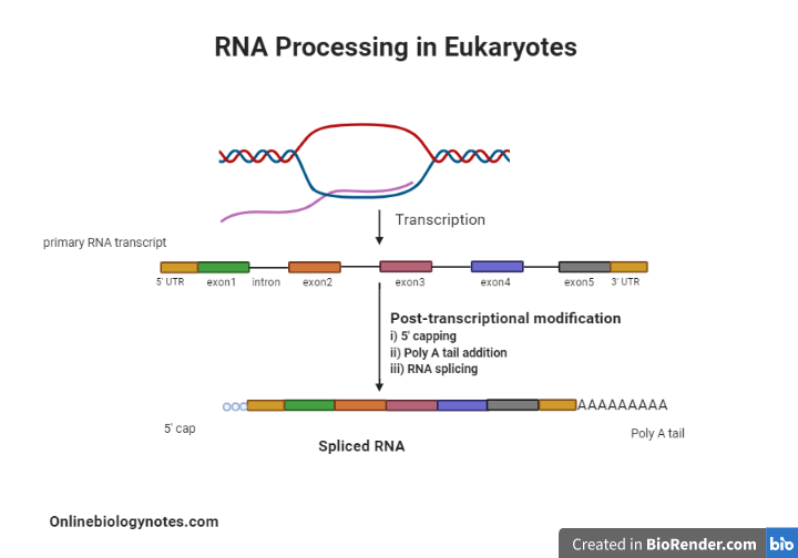 Abzeichen Herbst Stift Shine Dalgarno Sequence In Eukaryotes Verl ngern 