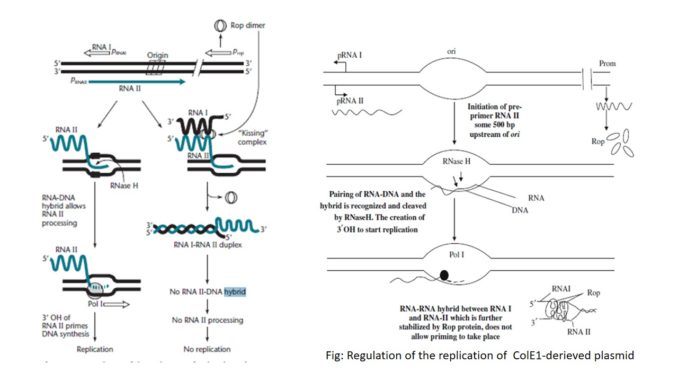 Plasmid copy number and control mechanism - Online Biology Notes