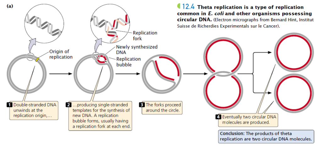 mechanism-of-plasmid-replication-theta-and-rolling-circle-dna